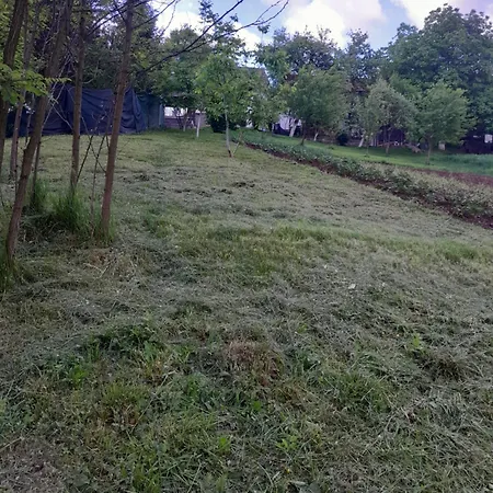 Dolores * Tesanj